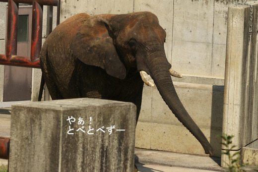 とべ動物園アフリカゾウのブログ：やぁ！とべとべずー