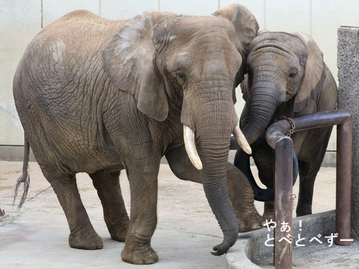 日本で唯一アフリカゾウの子象が見らえる愛媛とべ動物園