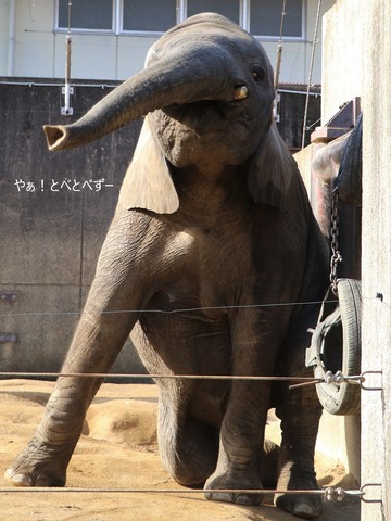 とべ動物園アフリカゾウ：砥愛ちゃん（メス、８歳）