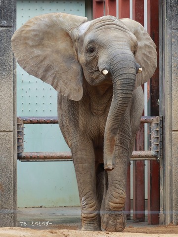 とべ動物園アフリカゾウ:アフ、リカ、媛、砥夢、砥愛