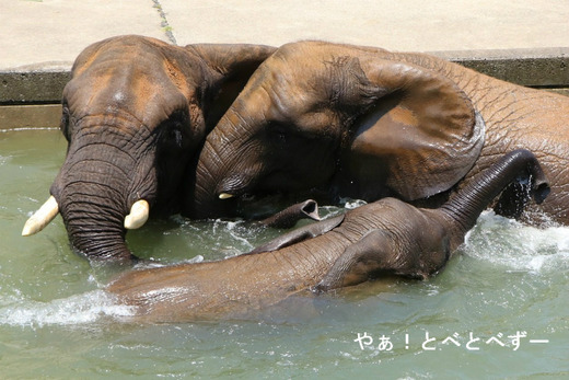 日本で唯一血縁関係のあるアフリカゾウが暮らす動物園