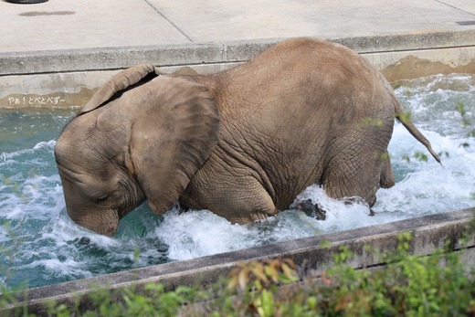 とべ動物園アフリカゾウ：砥愛（メス、１２歳）
