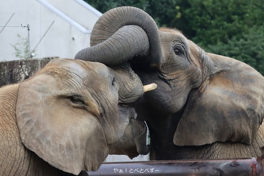 とべ動物園アフリカゾウの姉妹：砥愛ちゃん、媛ちゃん