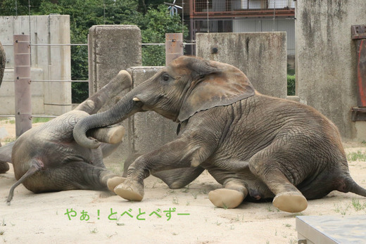 とべ動物園ブログ：やぁ！とべとべずー