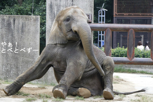 とべ動物園アフリカゾウのブログ：やぁ！とべとべずー