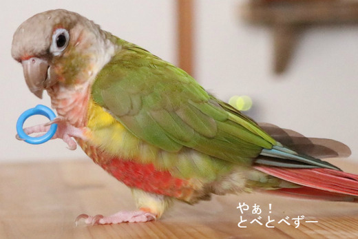 ウロコインコの『もみじ』さんのブログ：やぁ！とべとべずー