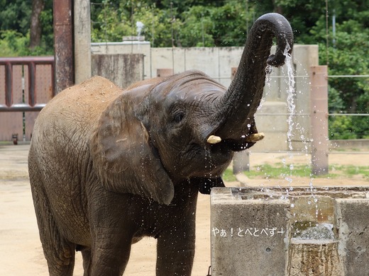水浴びをするアフリカ象