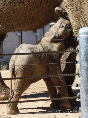 メイ・ママのおっぱいを飲むマルミミゾウの赤ちゃん（男の子）