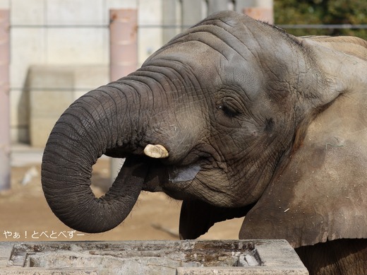 アフリカゾウの写真満載のブログ：やぁ！とべとべずー