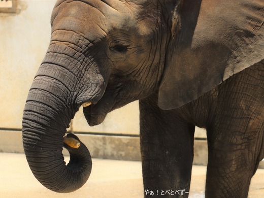 とべ動物園アフリカゾウのブログ:やぁ!とべとべずー