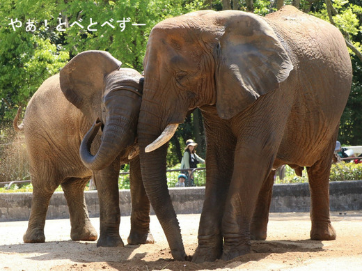 とべ動物園アフリカゾウのブログ：やぁ！とべとべずー