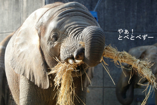 日本で唯一アフリカゾウの子象が見られる愛媛とべ動物園