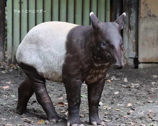 とべ動物園マレーバクの赤ちゃん（ヒメナ）