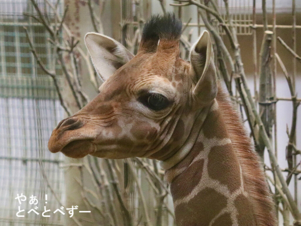 臨時増刊号 キリンの赤ちゃん誕生 やぁ とべとべずー与茂駄 よもだ くあとろ とべ動物園で暮らすアフリカゾウのブログ 臨時増刊号 キリンの赤ちゃん誕生 やぁ とべとべずー与茂駄 よもだ くあとろ とべ動物園で暮らすアフリカゾウのブログ