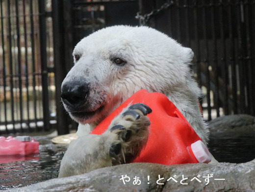 とべ動物園:ホッキョググマの”白クマ”ピース