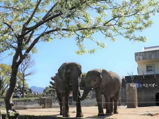 とべ動物園ブログ：やぁ！とべとべずー