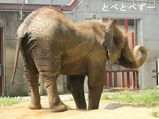 アフリカゾウの砂浴び：愛媛県とべ動物園のアフ