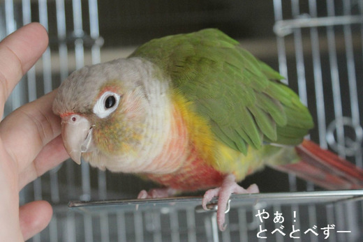 ウロコインコのもみじさんのブログ:やぁ!とべとべずー