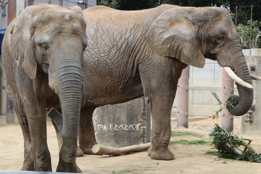 媛、砥夢、砥愛の３頭の子供を産んだアフリカゾウのリカ母さん