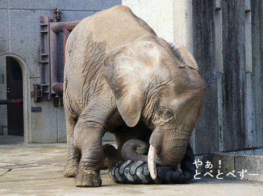 とべ動物園ブログ:リカ、ピース、柑太郎、砥々丸