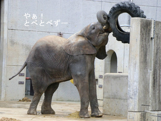 タイヤで遊ぶアフリカゾウの媛ちゃん