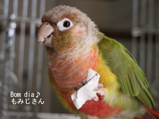 ウロコインコのブログ:Bom dia♪もみじさん