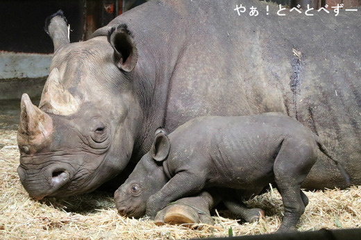 ヒガシクロサイの赤ちゃんとクーお母さん