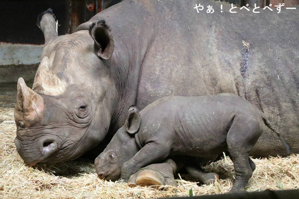 臨時増刊号 お母さんに甘えるヒガシクロサイの赤ちゃん やぁ とべとべずー与茂駄 よもだ くあとろ とべ動物園で暮らすアフリカゾウのブログ