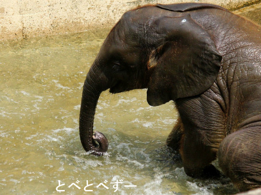とべ動物園アフリカゾウのブログ:やぁ!とべとべずー