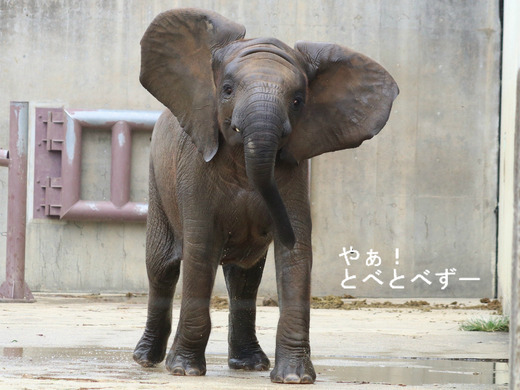 とべ動物園アフリカゾウのブログ:やぁ!とべとべずー