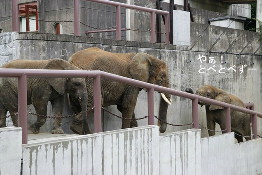 アフリカゾウの写真満載のブログ：やぁ！とべとべずー