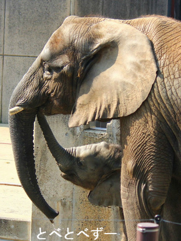 ゾウの会話：愛媛県立とべ動物園