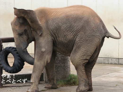 とべ動物園アフリカゾウ：アフ、リカ、媛、砥夢、砥愛