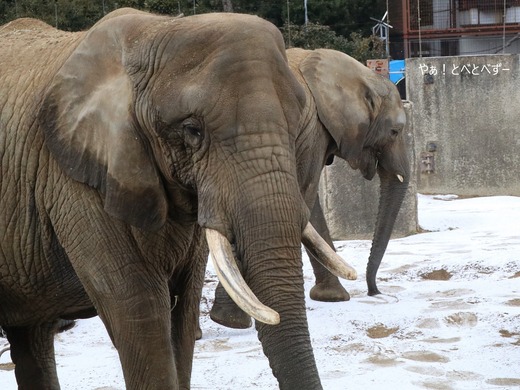 雪の中のアフリカゾウ：リカ母さん、砥愛ちゃん