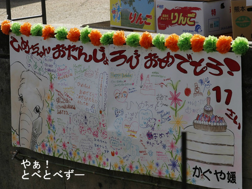 とべ動物園イベント：媛ちゃんの11歳のお誕生会開催