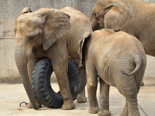 とべ動物園ブログ:媛、フー、ピース、ティア