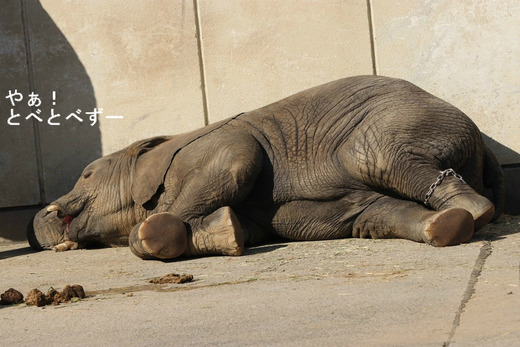 日本で唯一アフリカゾウの子象が見られる愛媛とべ動物園