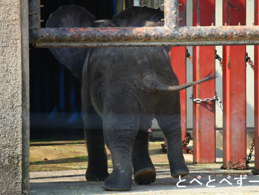 NHKの番組:アフリカゾウ誕生 で紹介された赤ちゃんゾウ・とあ