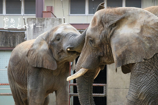 とべ動物園アフリカゾウ