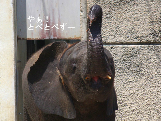 とべ動物園アフリカゾウのブログ:やぁ!とべとべずー