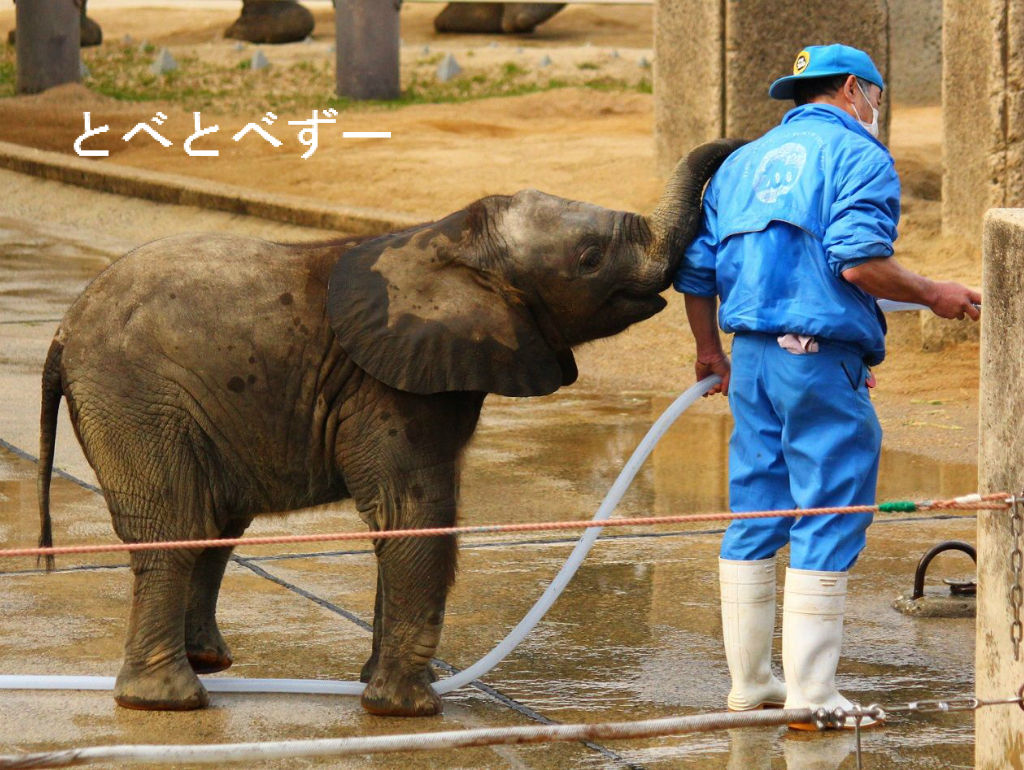 ただ今お掃除中 砥愛ちゃん お仕事の邪魔しちゃだめよ やぁ とべとべずー与茂駄 よもだ くあとろ とべ動物園で暮らすアフリカゾウのブログ ただ今お掃除中 砥愛ちゃん お仕事の邪魔しちゃだめよ やぁ とべとべずー与茂駄 よもだ くあとろ とべ動物園で暮らすアフリカゾウのブログ
