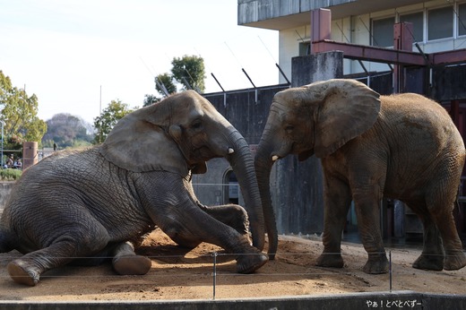 とべ動物園アフリカゾウ：媛ちゃん（メス、１９歳）