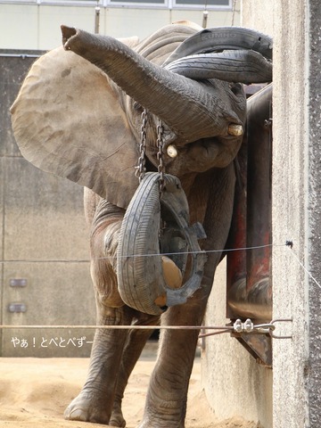アフリカゾウ写真家:矢野賢一(やぁ!とべとべずー)