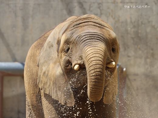 アフリカゾウ、アジアゾウ大好きブログ：やぁ！とべとべずー