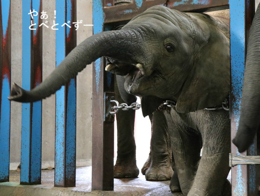 とべ動物園アフリカゾウのブログ：やぁ！とべとべずー