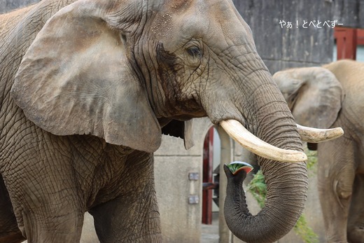 とべ動物園アフリカゾウ:リカ母さん(メス、推定35歳)