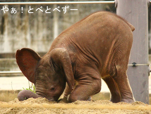 アフリカゾウの赤ちゃん誕生!:愛媛とべ動物園