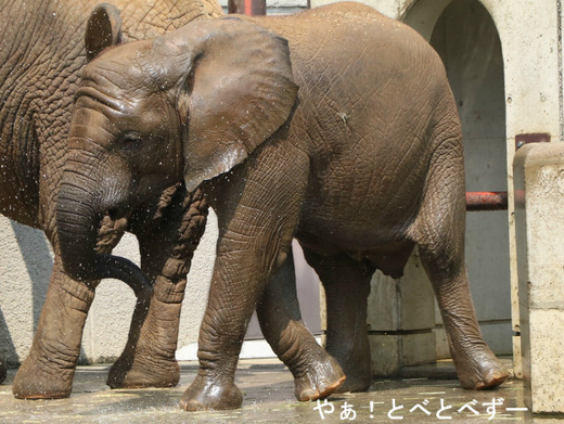 日本で唯一血縁関係のあるアフリカゾウの親子が暮らす愛媛とべ動物園