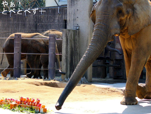 とべ動物園アフリカゾウのブログ：やぁ！とべとべずー