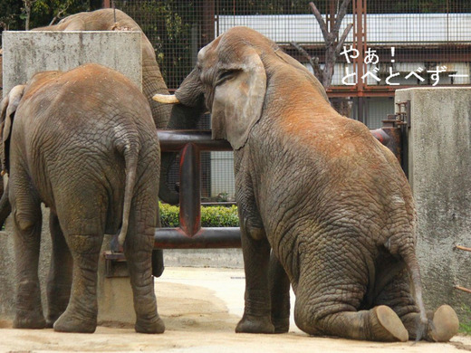 とべ動物園ブログ；アフリカゾウ、ピース、柑太郎